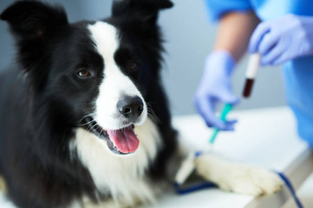 A veterinarian gets a blood sample of a dog patient for testing 