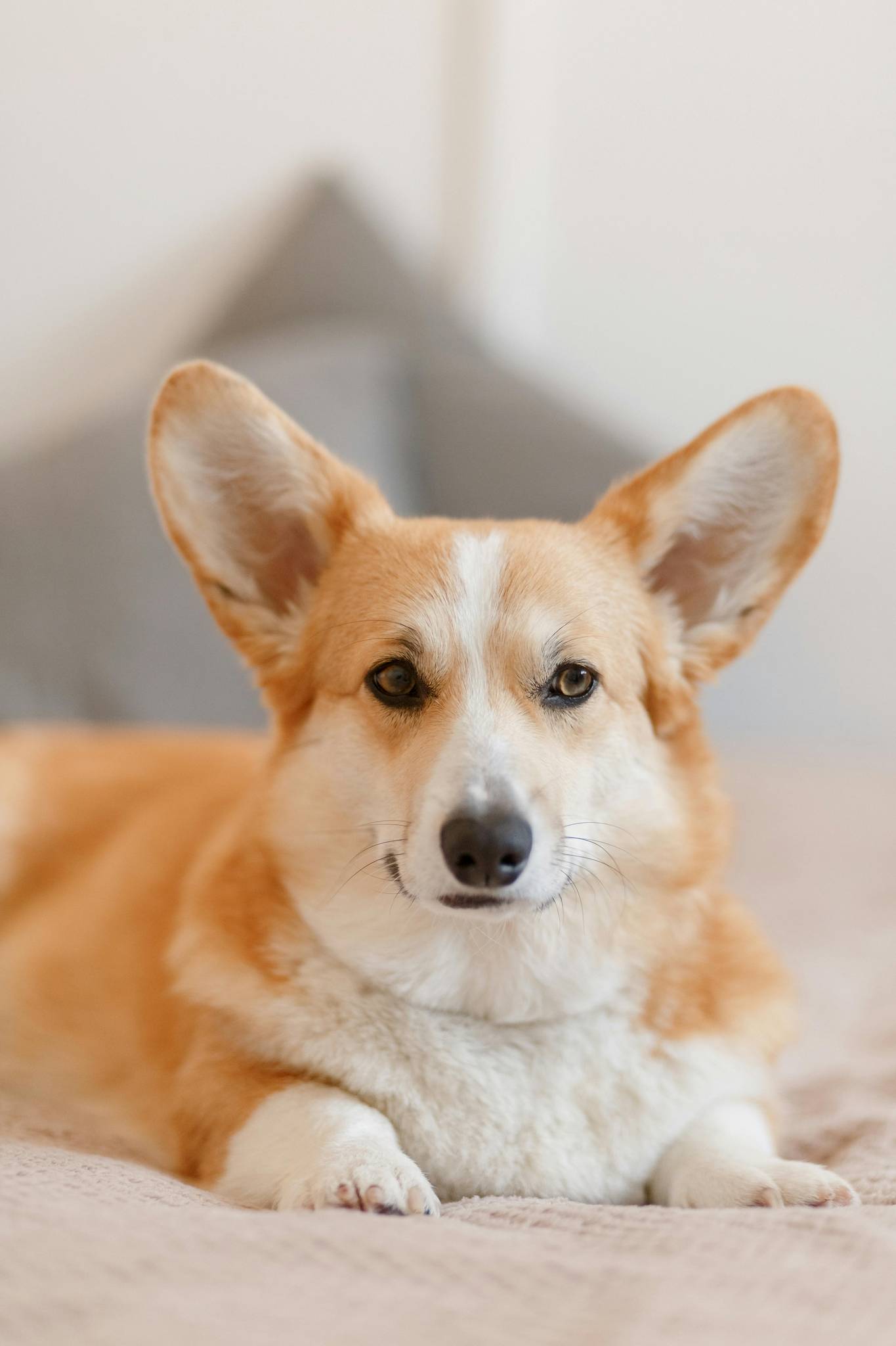 Corgi Temperament and Lifestyle Fit