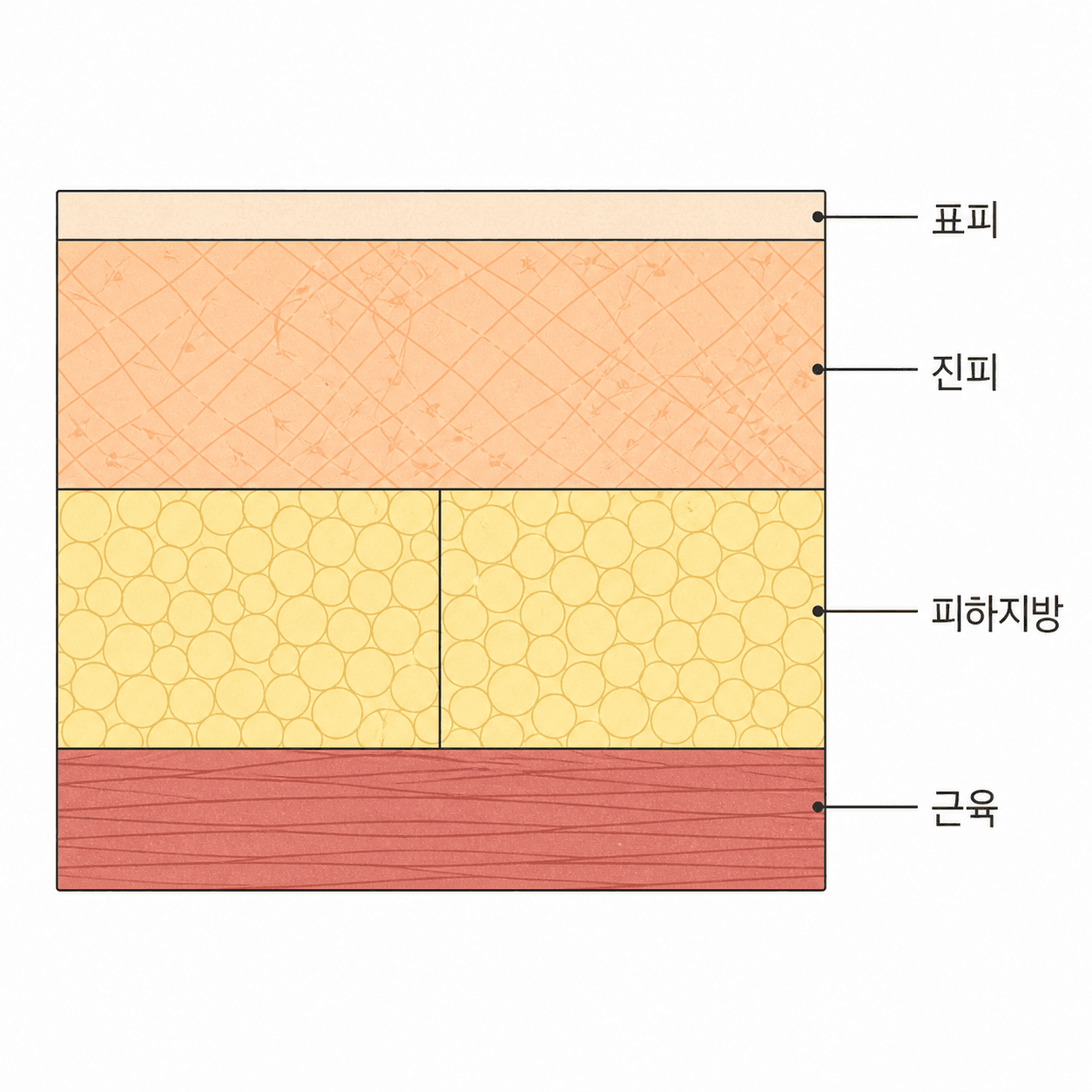 콜라겐이 채우는 자리는 진피고, 지방이 채우는 자리는 그 아래 칸이에요.