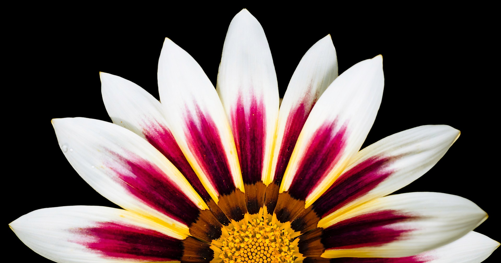 Flower in quiet natural geometry. Cover image for The Lightbulb and the Curious Professors. Photo by Mats Soomre. #MomentsBySoomre
