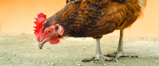 Layer hen