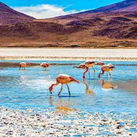 Flamingos em lagoa de água rasa no Altiplano Andino, com montanhas áridas ao fundo