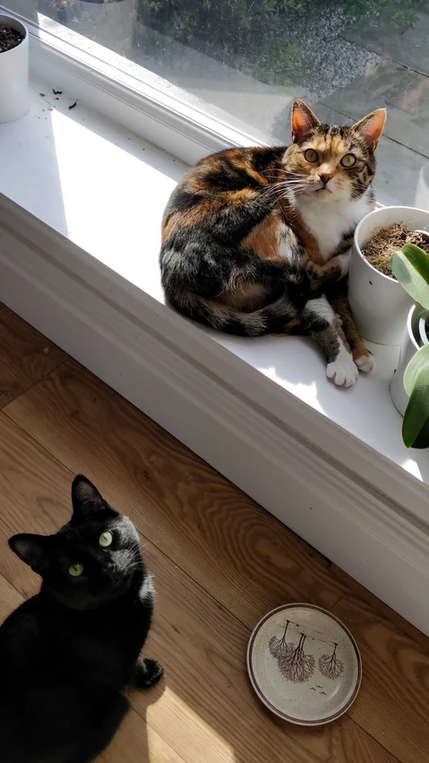 Pair of pet cats at the window