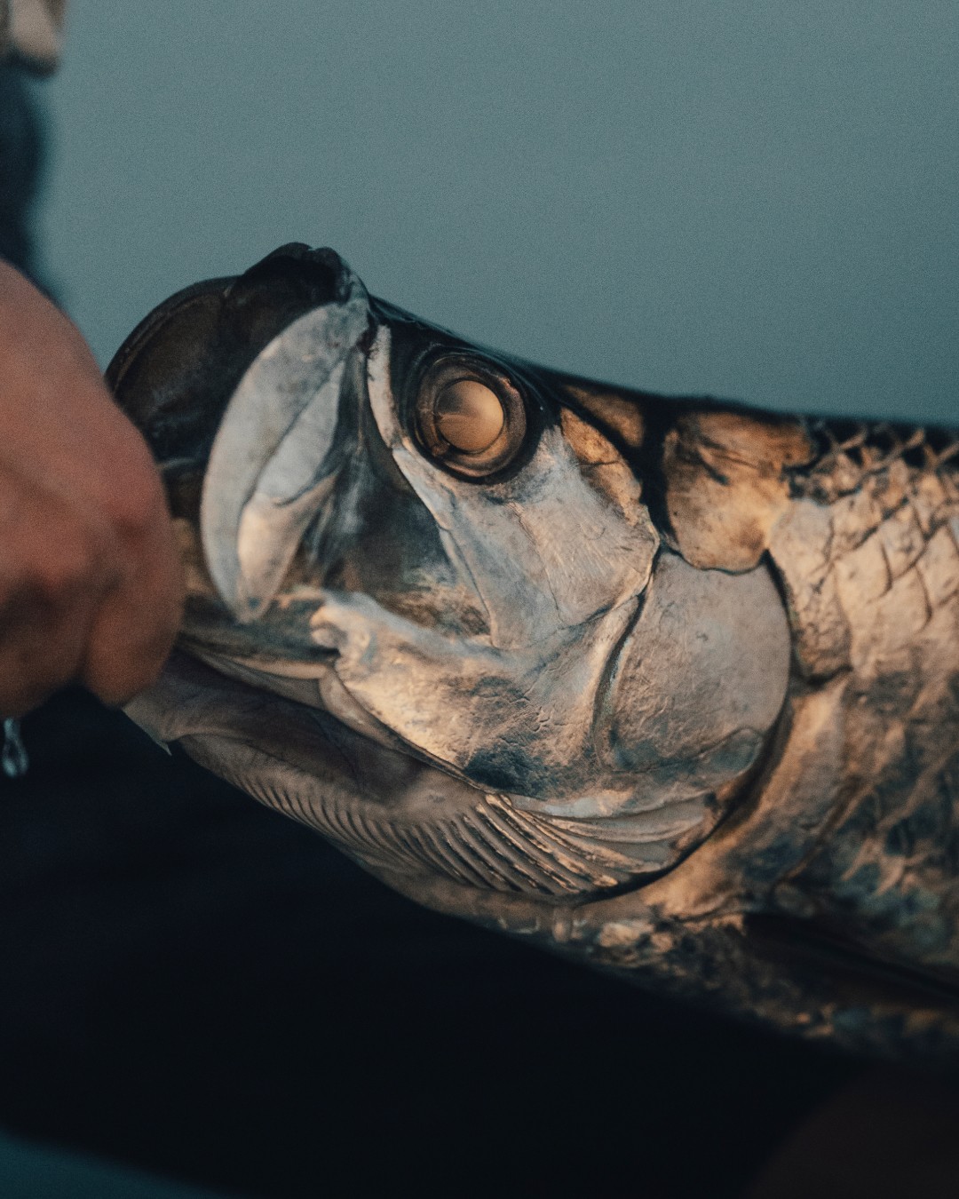 Angler holding a tarpon in the mouth during sunset
