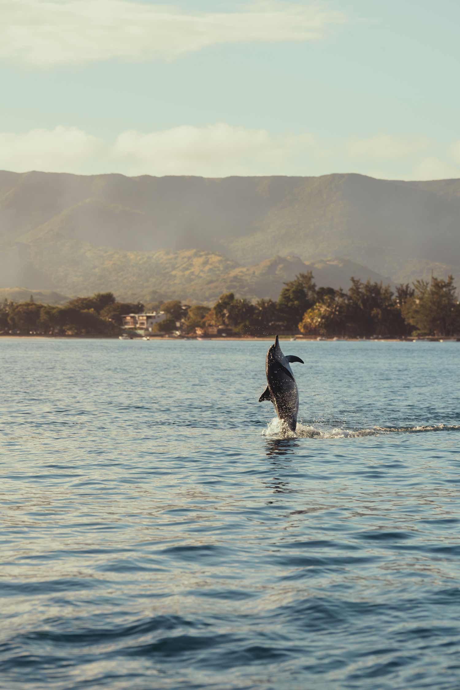 Dolphin jumping in ocean; filmproduction ad for a hotel in mauritius