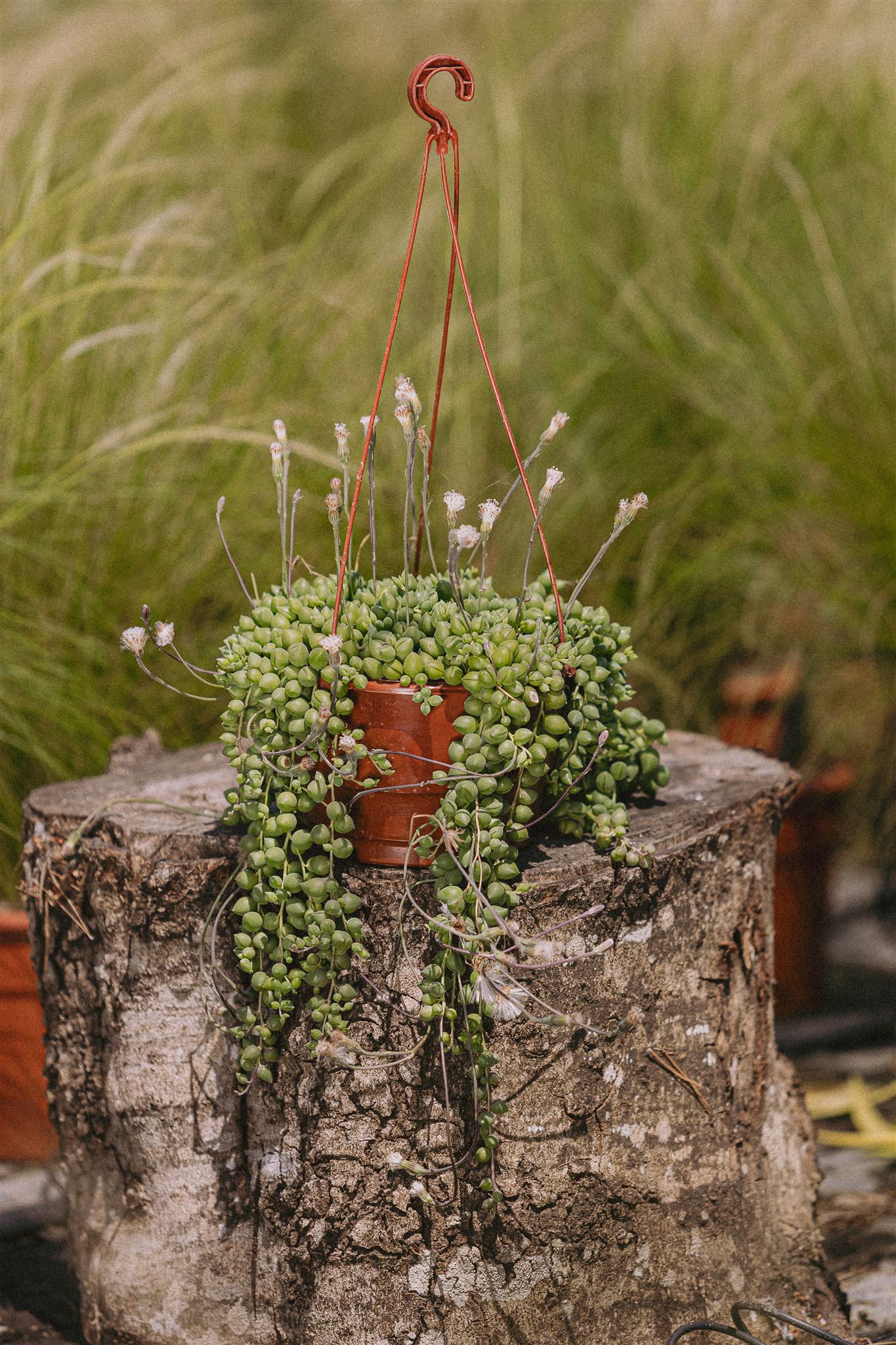 Tomillo Eiviss Garden