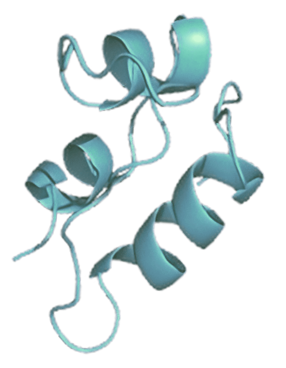 Image of a Protein