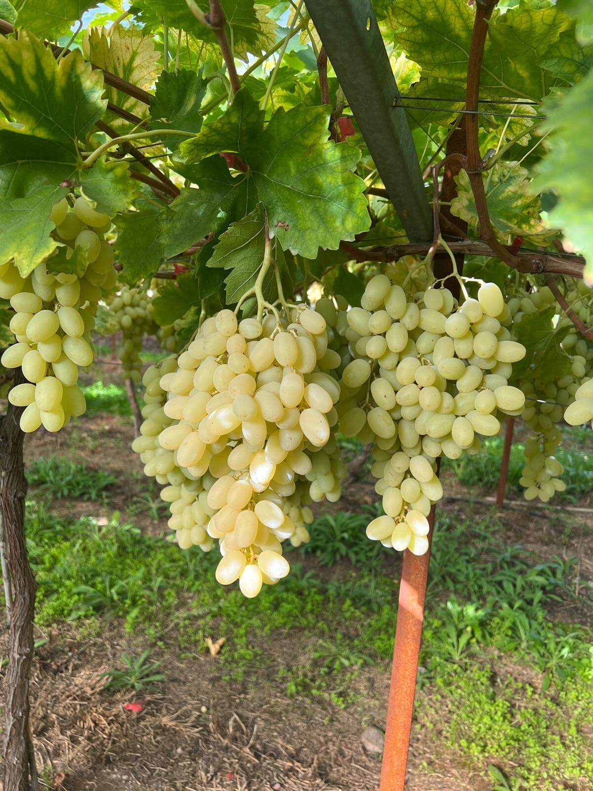 Fresh seedless white grapes from Greek vineyards.