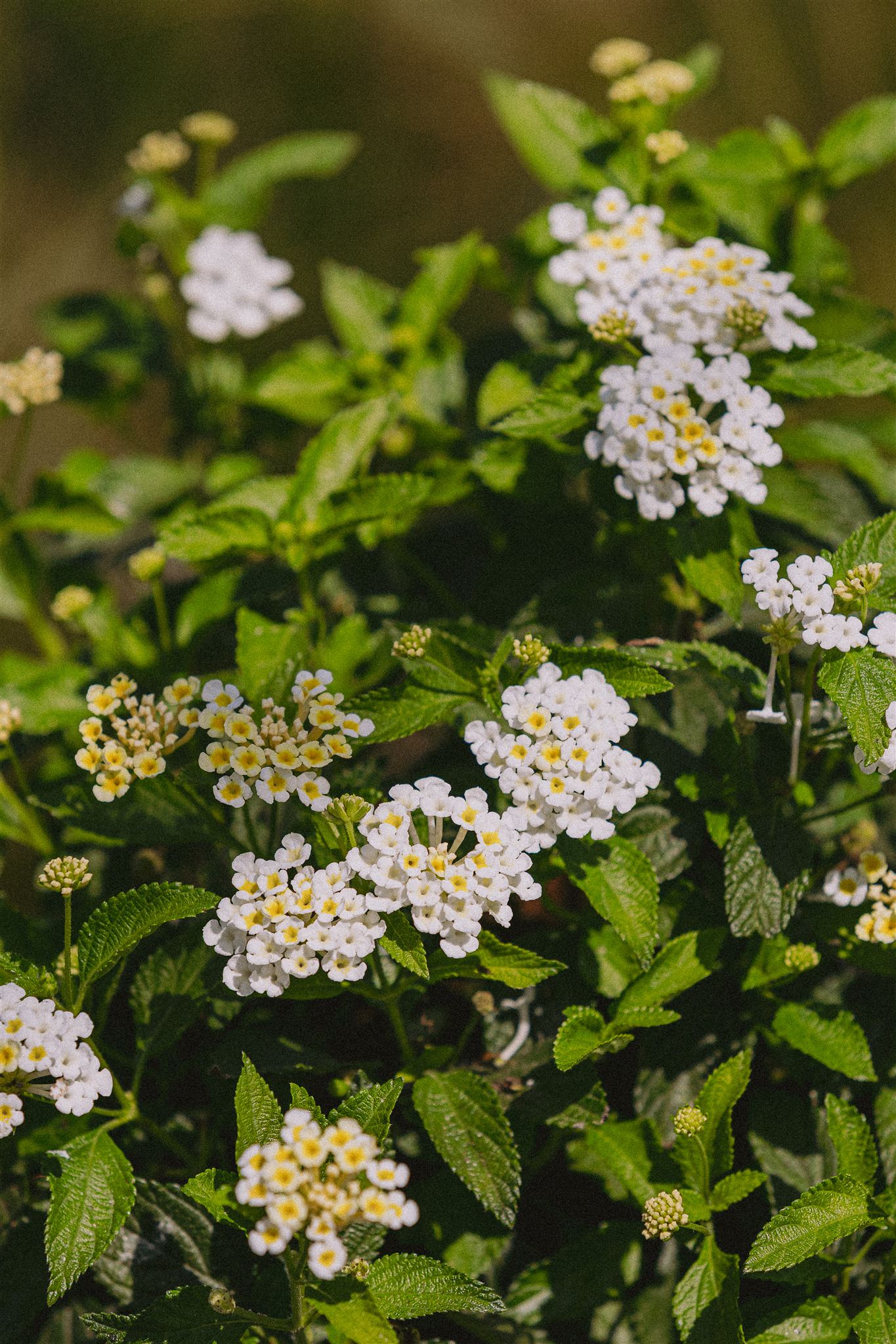 White Lantana Eiviss Garden