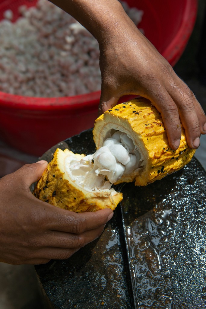 Cacao boon die door een boer wordt geopend