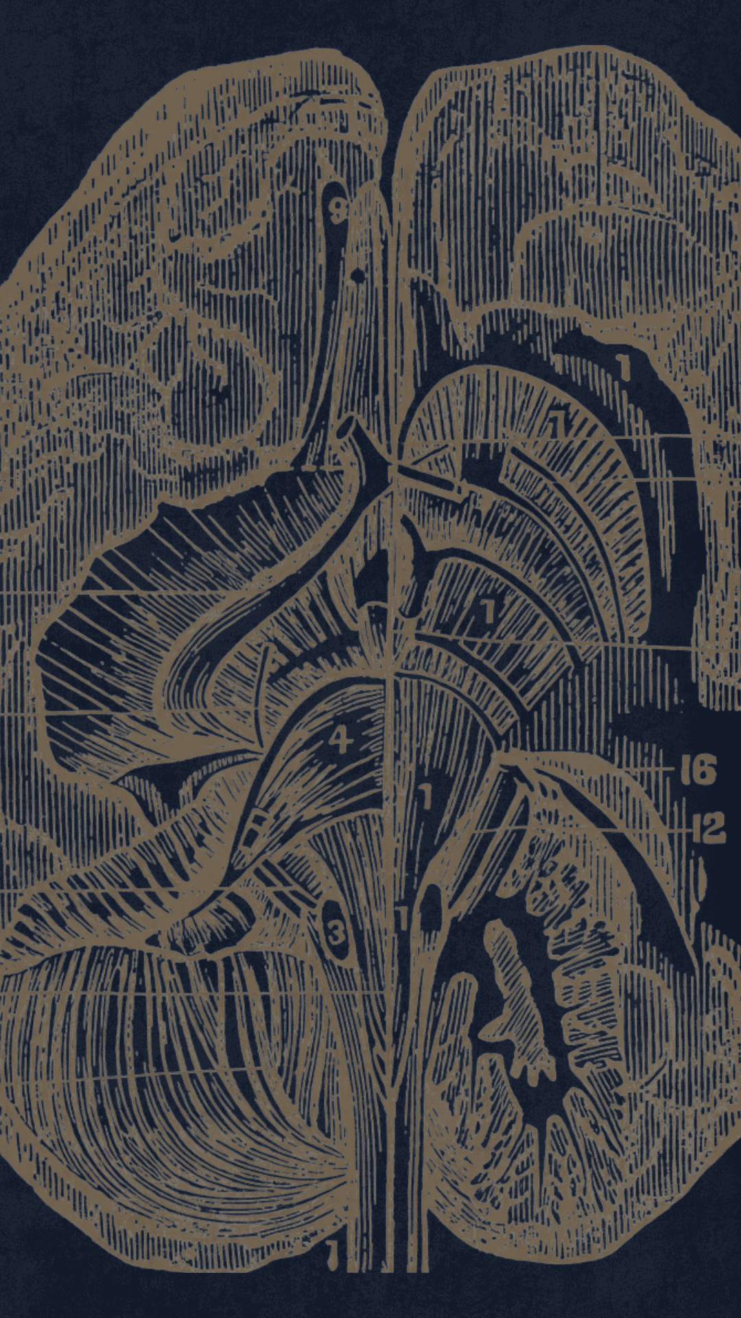 Women doing the yoga pose