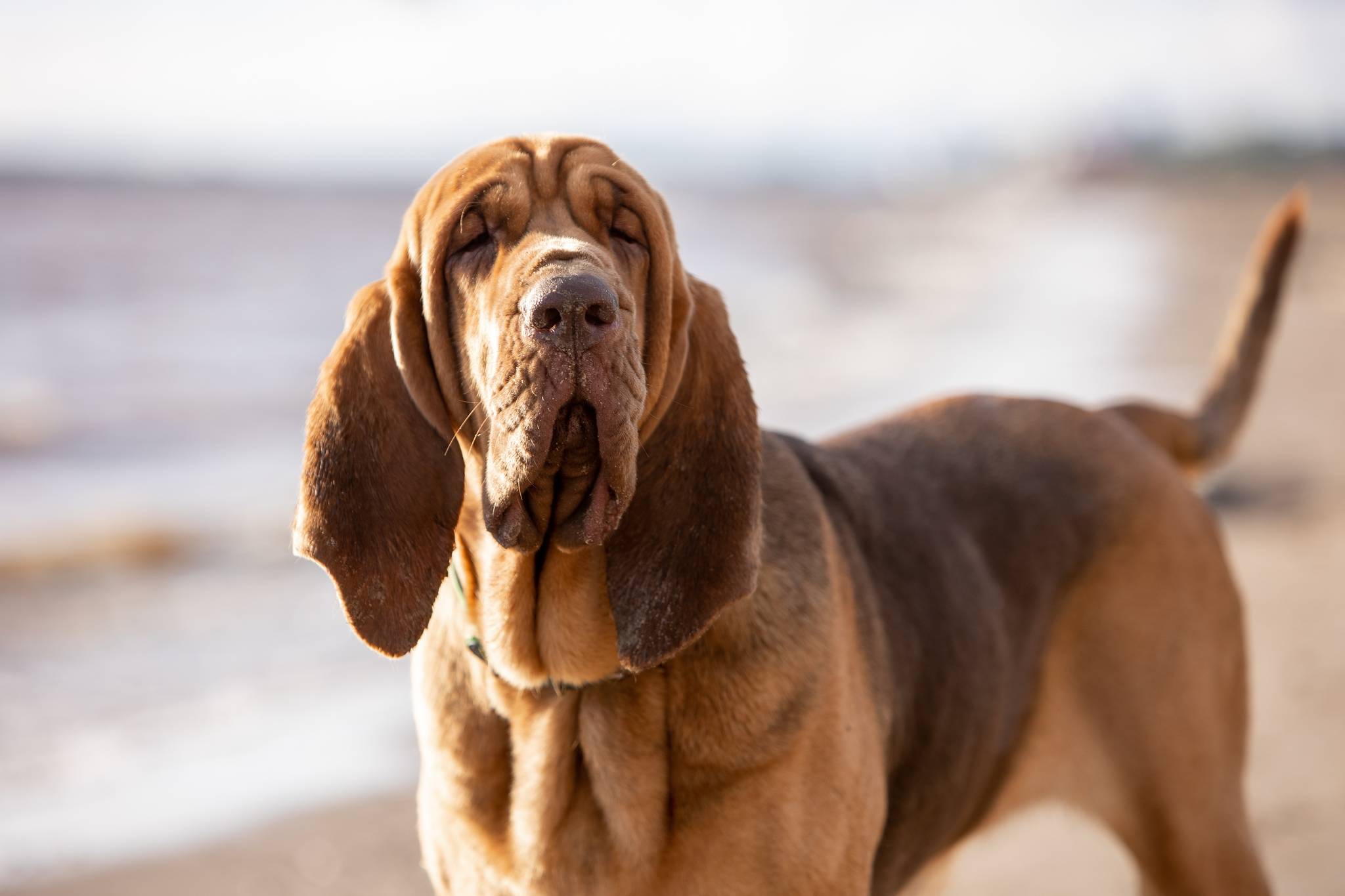 Bloodhound Physical Characteristics
