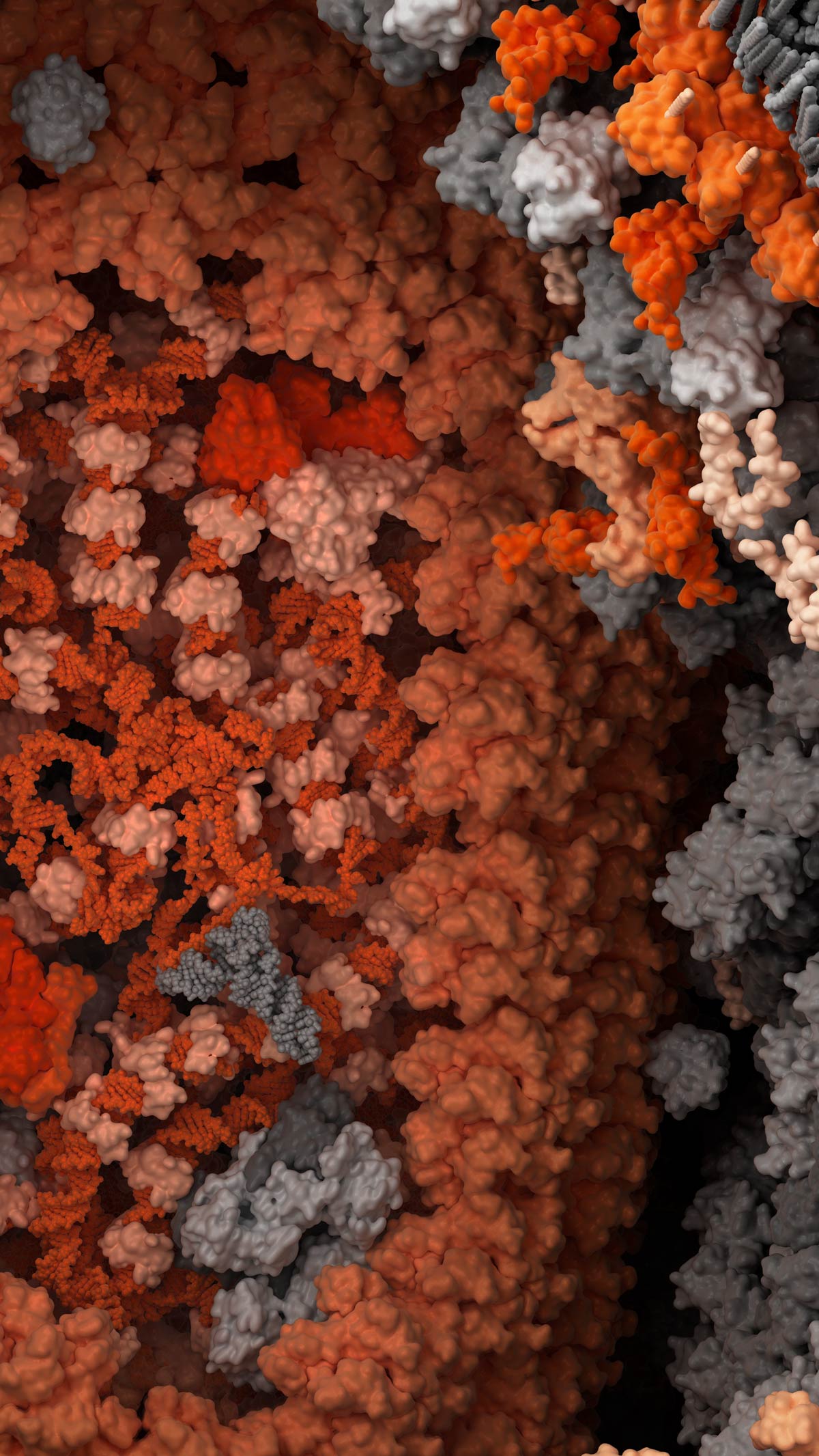 Close-up view of the HIV capsid with genetic material visible inside