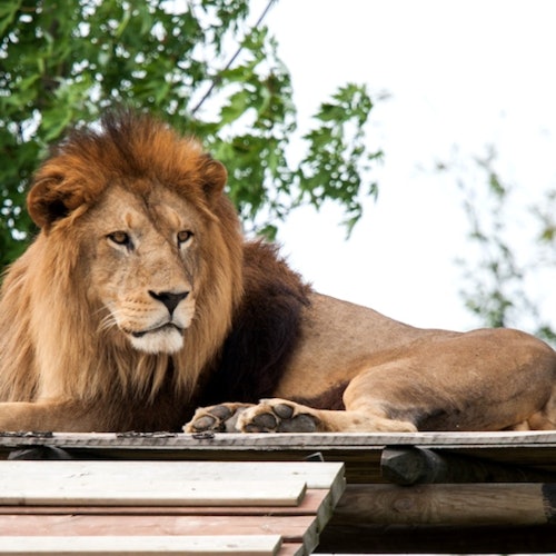 Lion