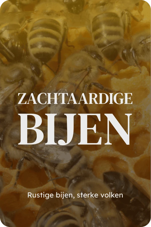 ZACHTAARDIGE BIJEN — Rustige bijen, sterke volken