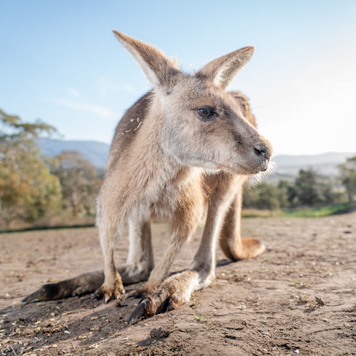 Close-up of a kangaroo standing on a dirt surface with a scenic landscape of trees and mountains in the background.