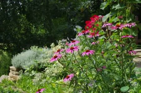 slunný a suchý záhon - třapatkovka a santolina