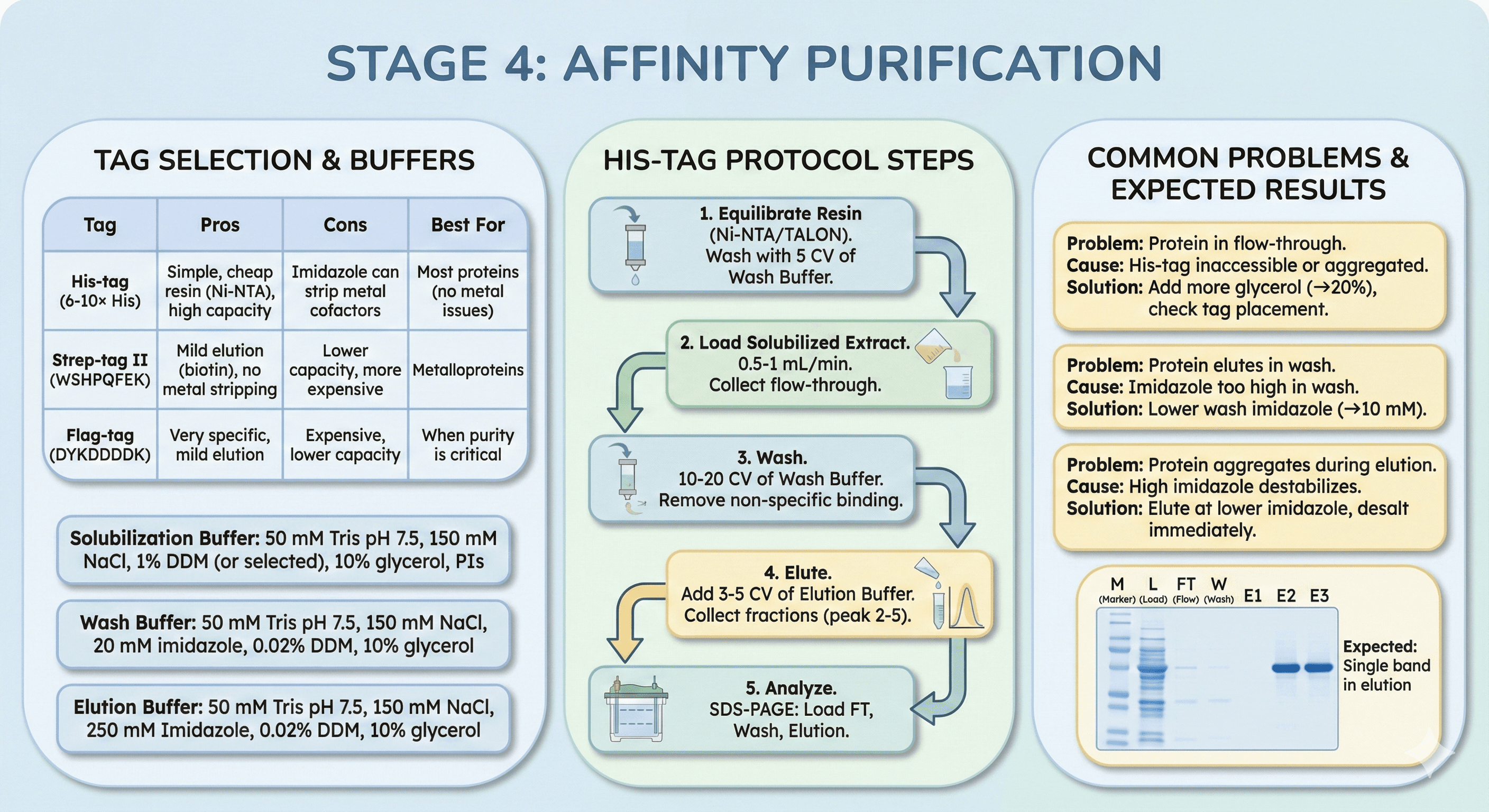 Diagram Showcasing Affinity Purification Process for Membrane Proteins