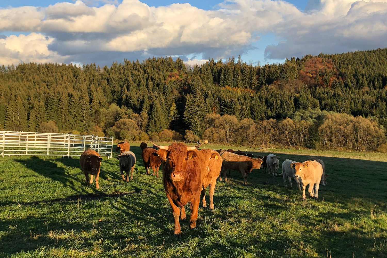 Dynamic picture of a cyclist riding downhill