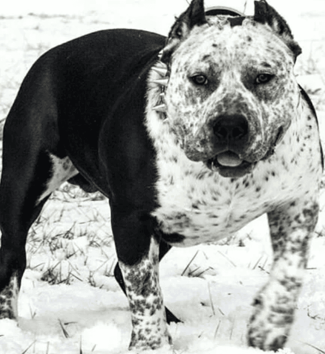 A dog with a spiked collar

AI-generated content may be incorrect.