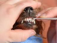 mobile vet with a dog