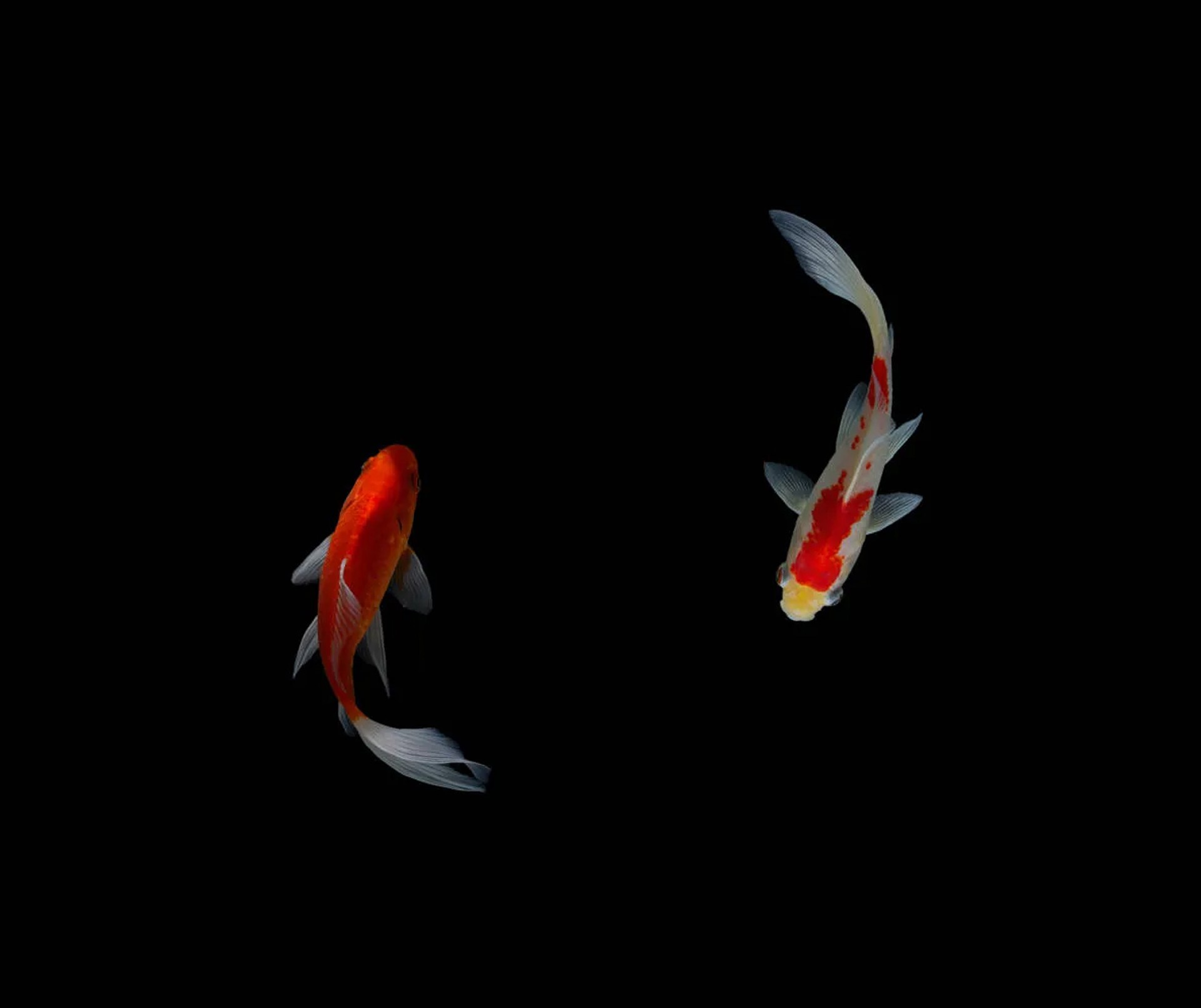 Lalalamp Project by Charlie Woo Free Framer Template Featured Image