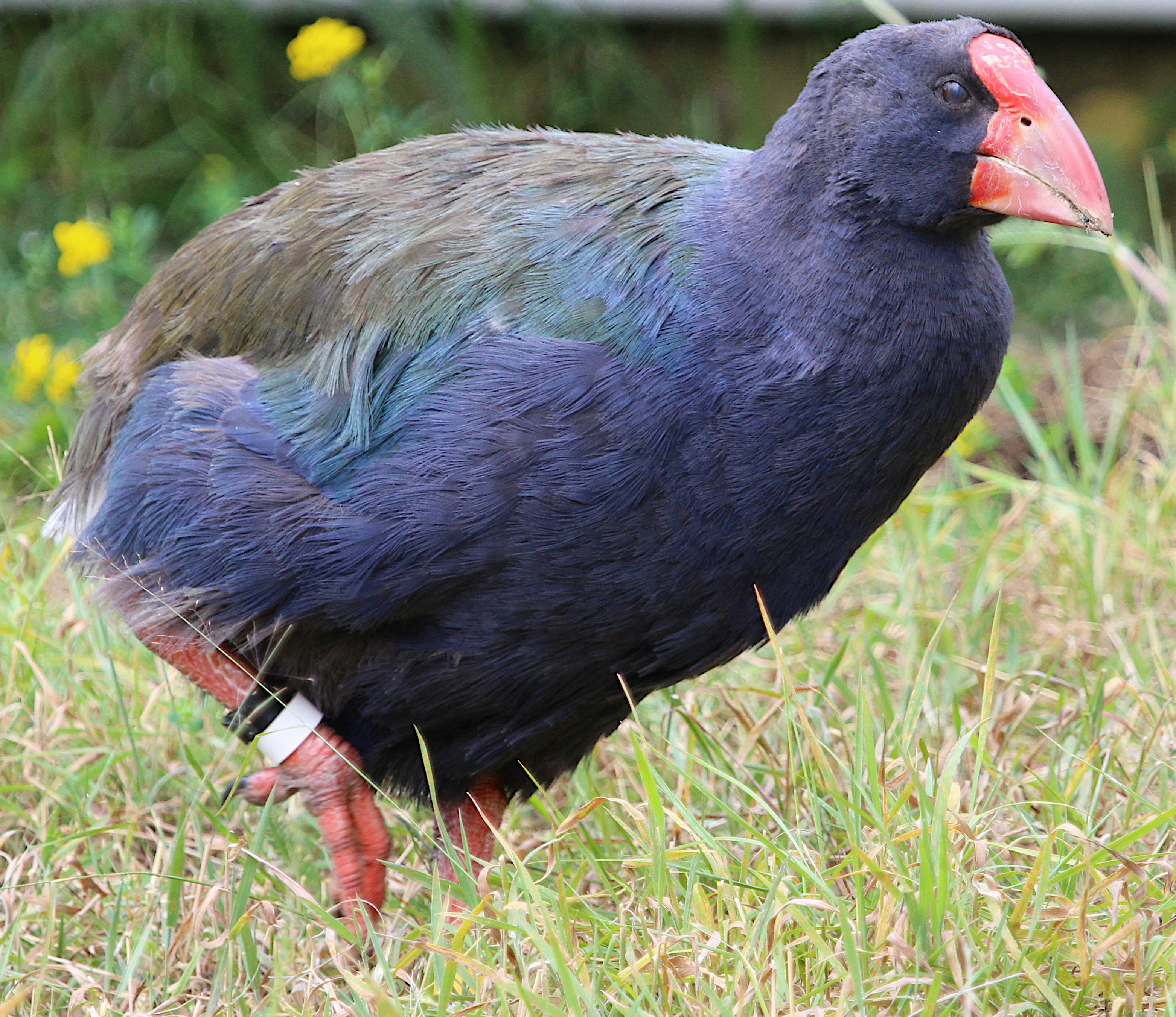 a blue bird with a red beak standing in the grass
