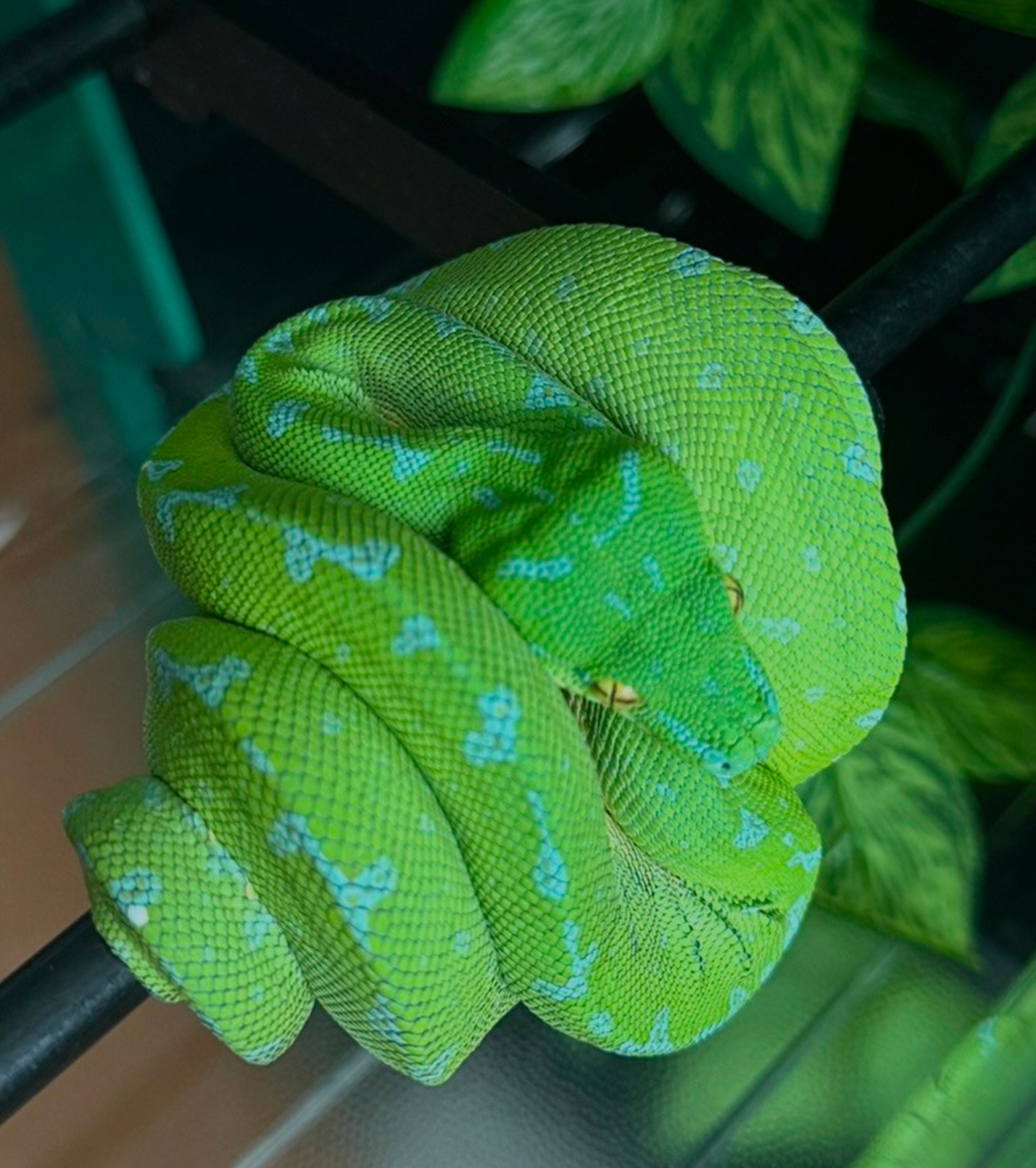 Green Fern