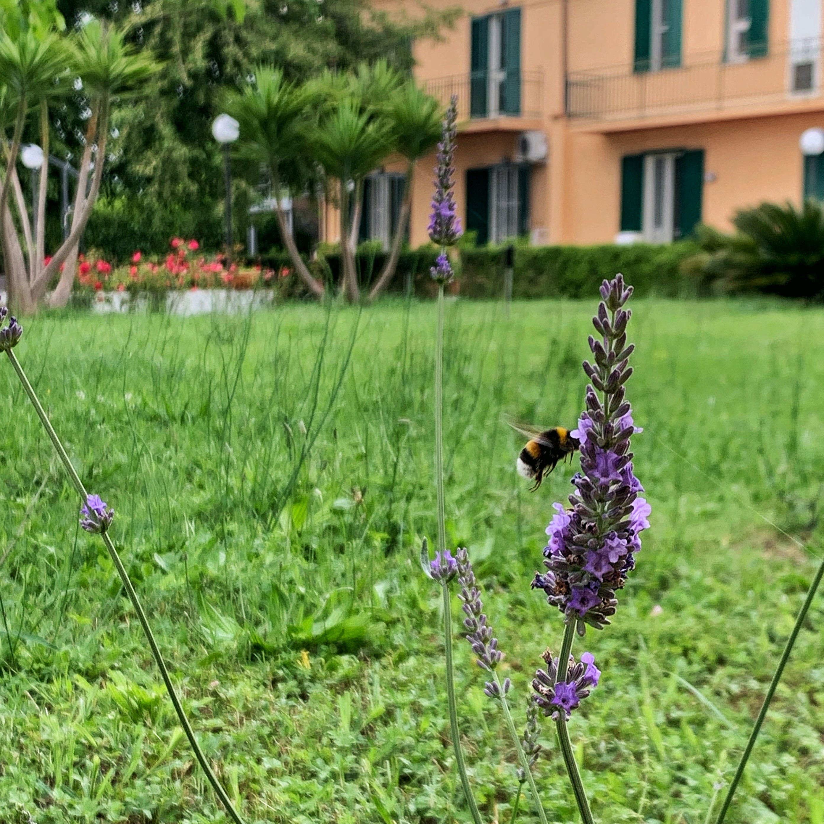La lavanda nel giardino di Zefiro