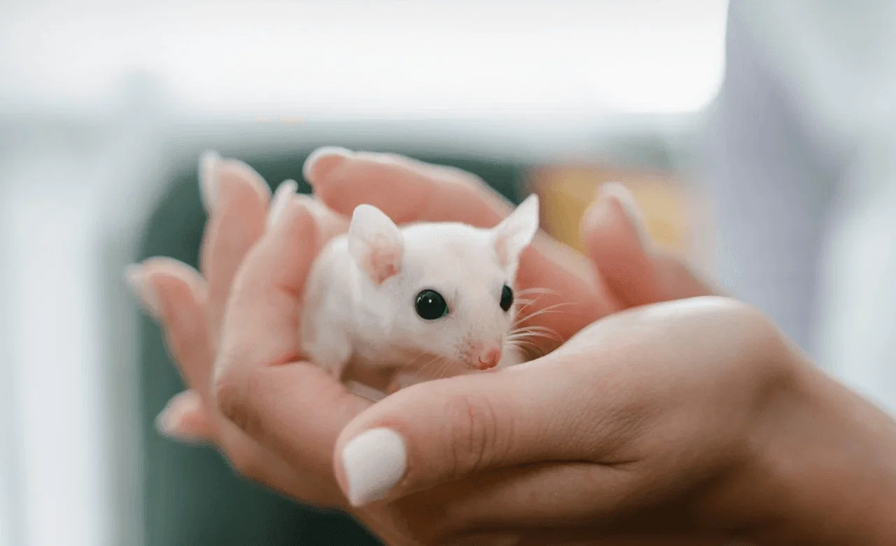 Professional checkups, accurate diagnostics, effective treatments, and sound advice: everything your pet needs to stay happy and healthy.