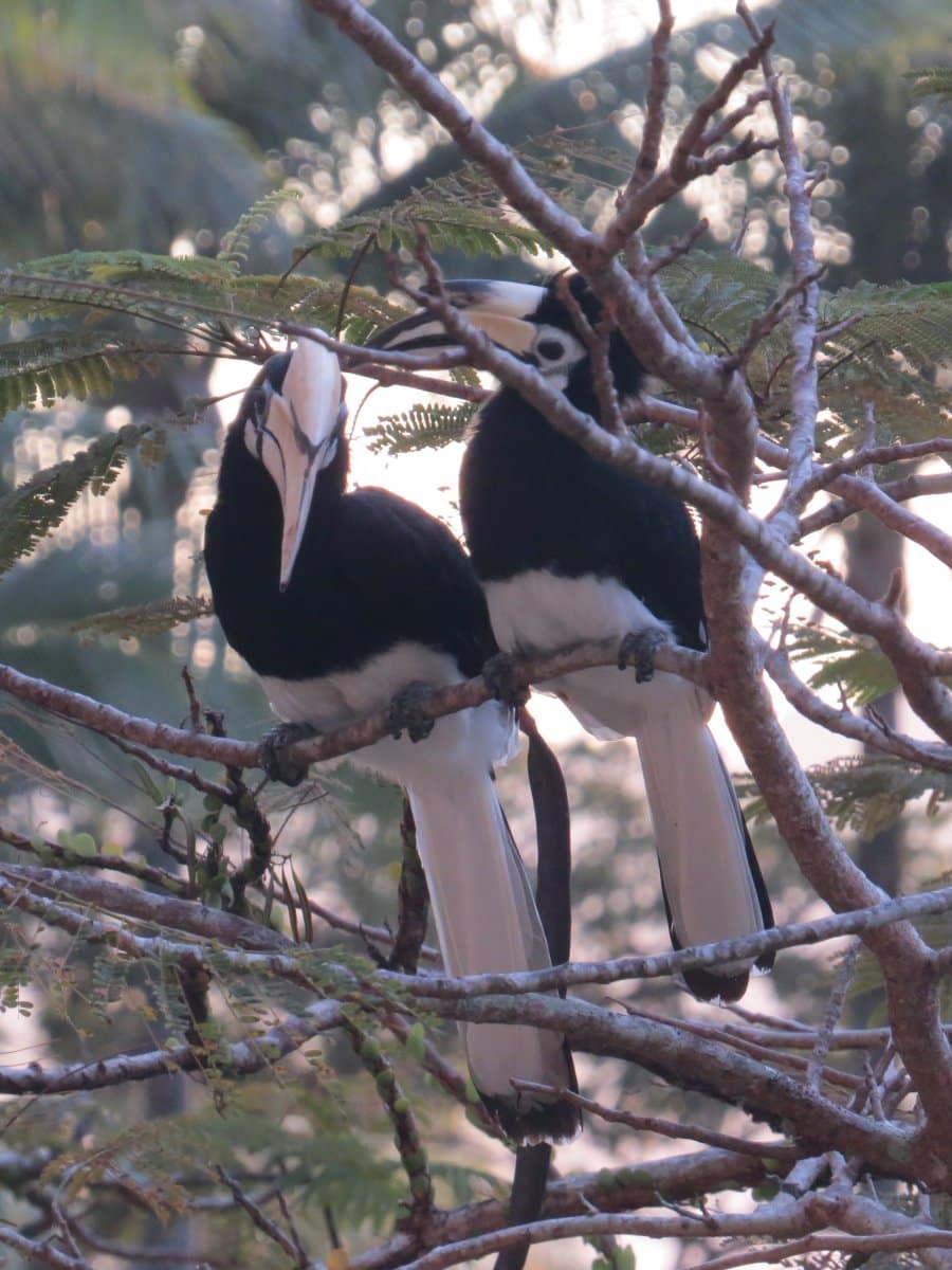 Borneo Hornbill