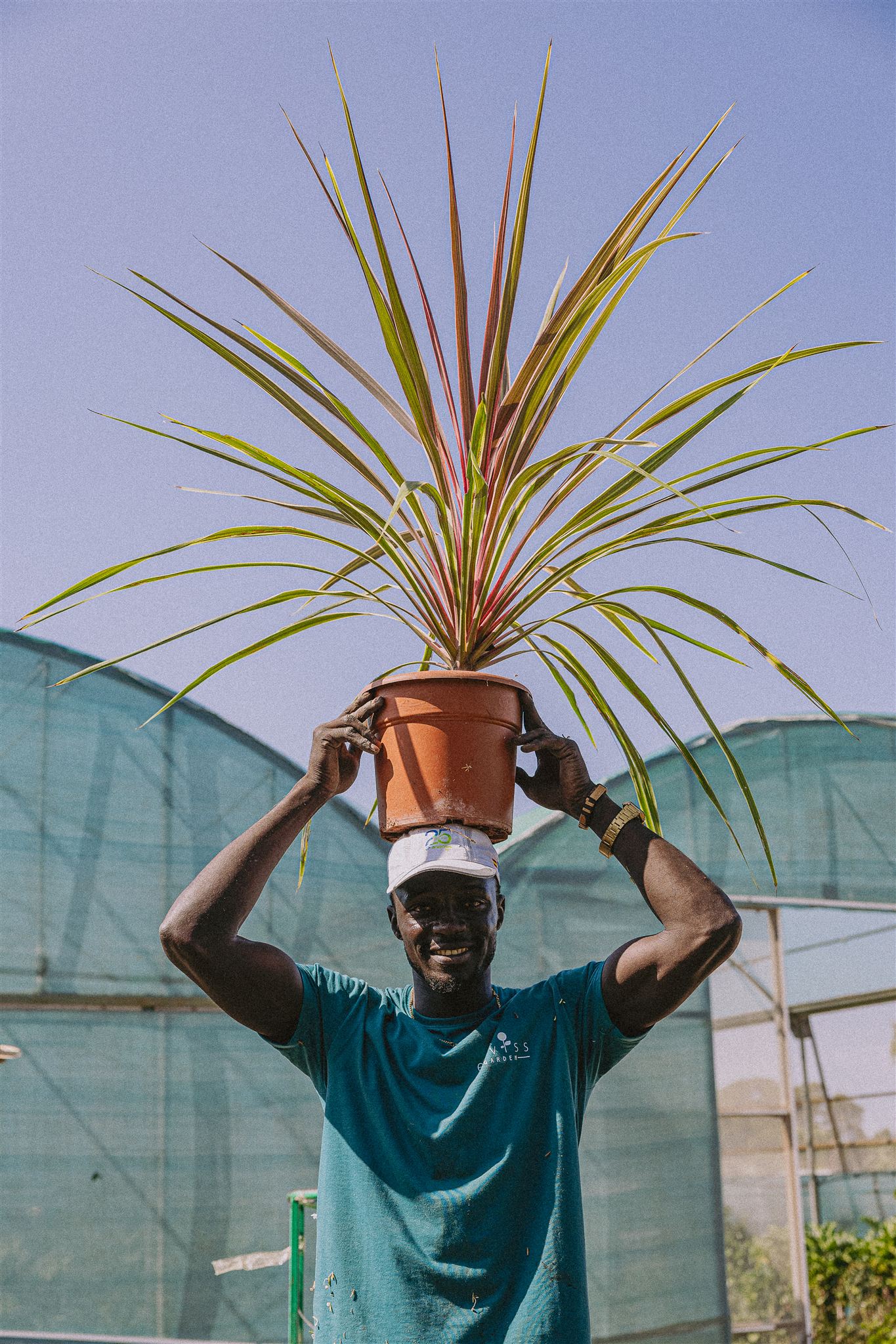 Eiviss Garden production nursery