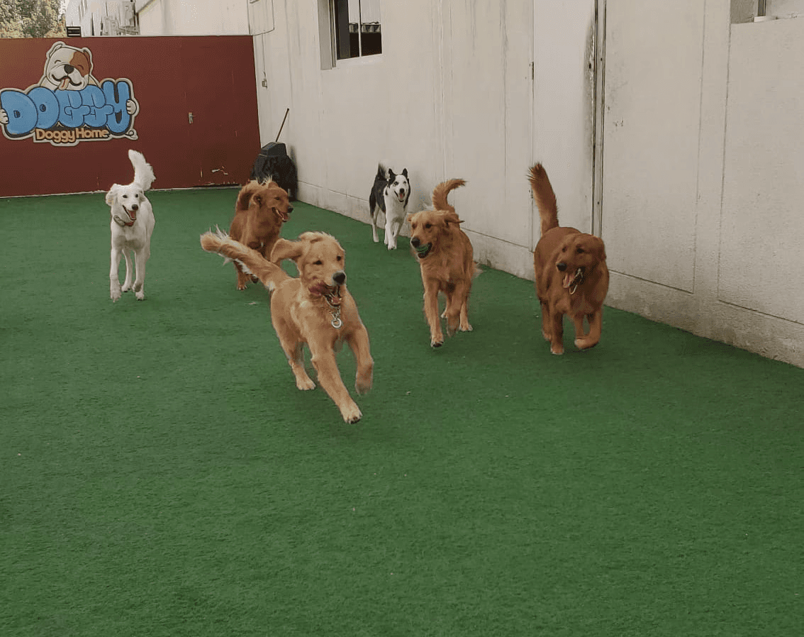doggy doggy home dog daycare dubai review