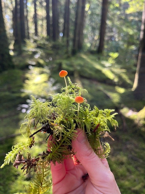 The image featured in the middle of the about us page