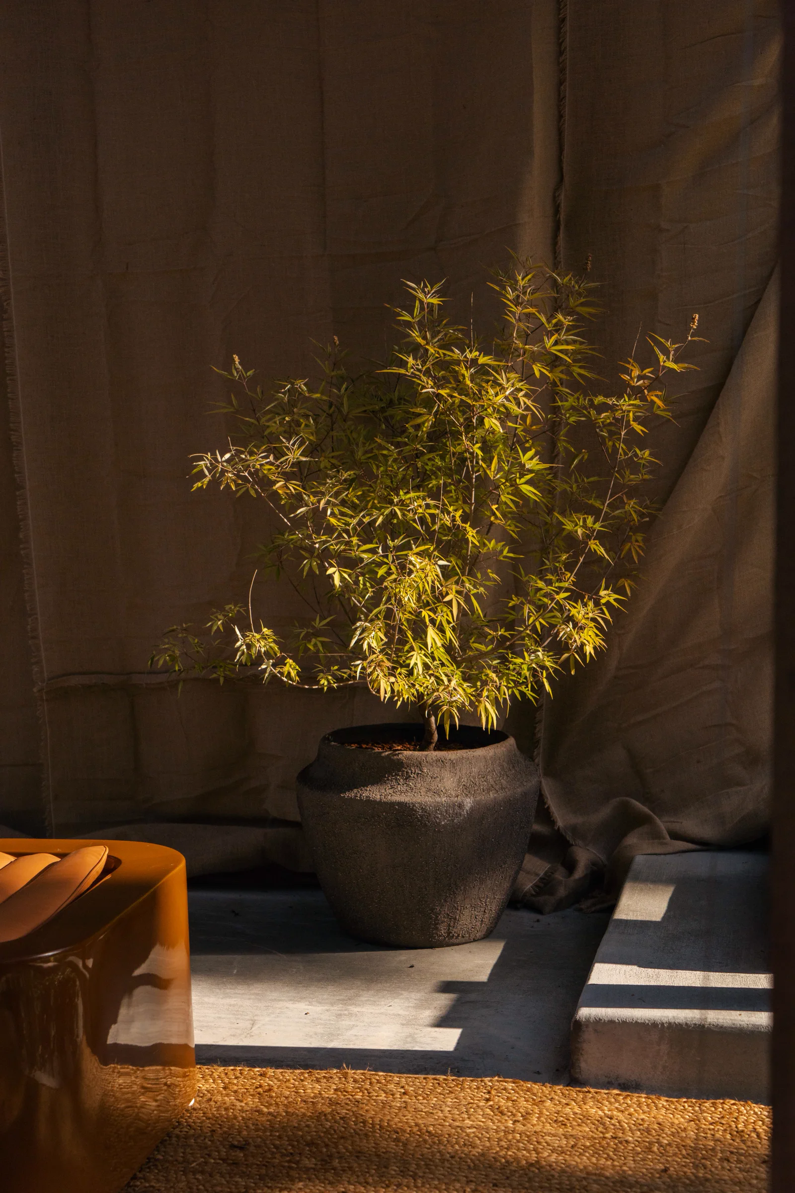 Alluvium Planter
