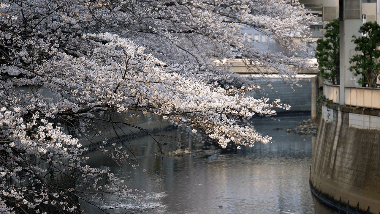 Sakura trees over the river at Edogawa Park