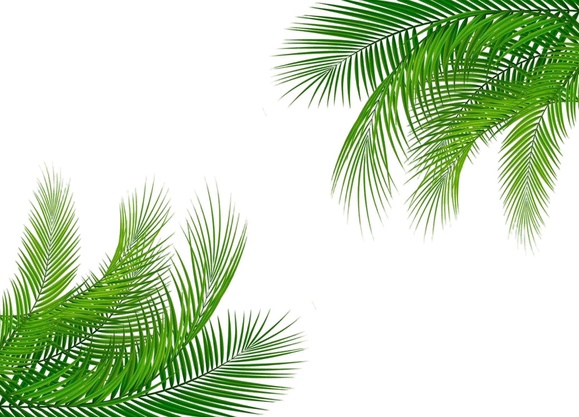 Palms