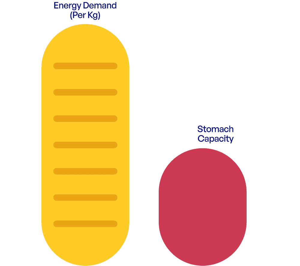 Illustration comparing higher energy needs and smaller stomach capacity in small dogs