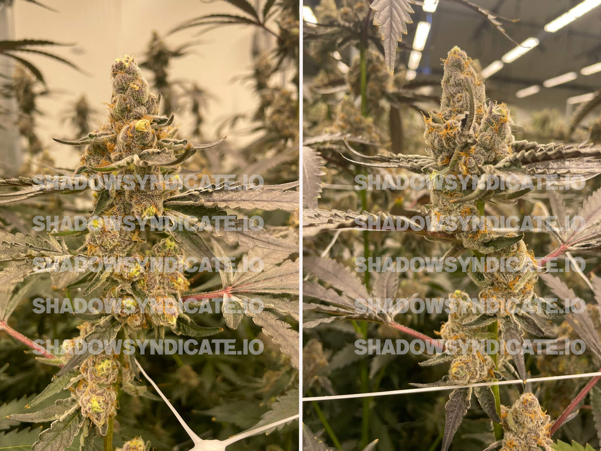 Shadow Syndicate by Cult Classics Seeds