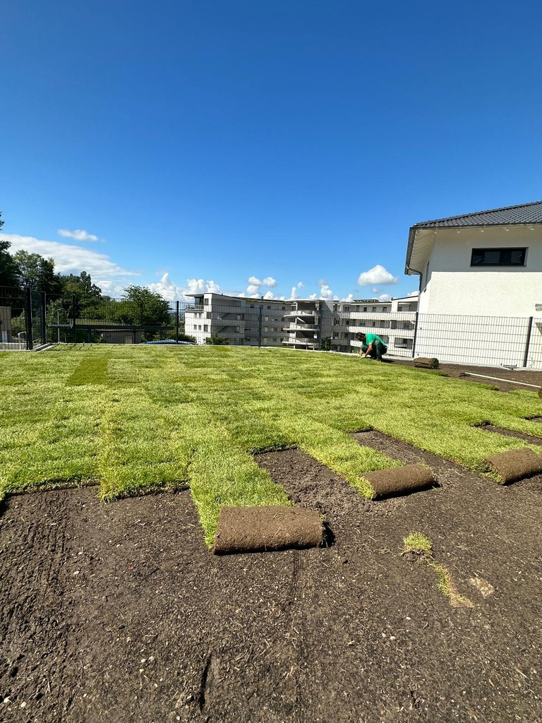 Rollrasen verlegen – frischer Rasen wird im Garten ausgerollt