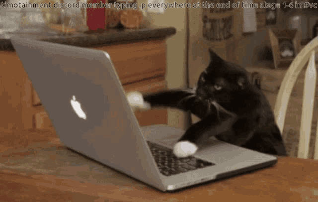 Cat Typing on Laptop