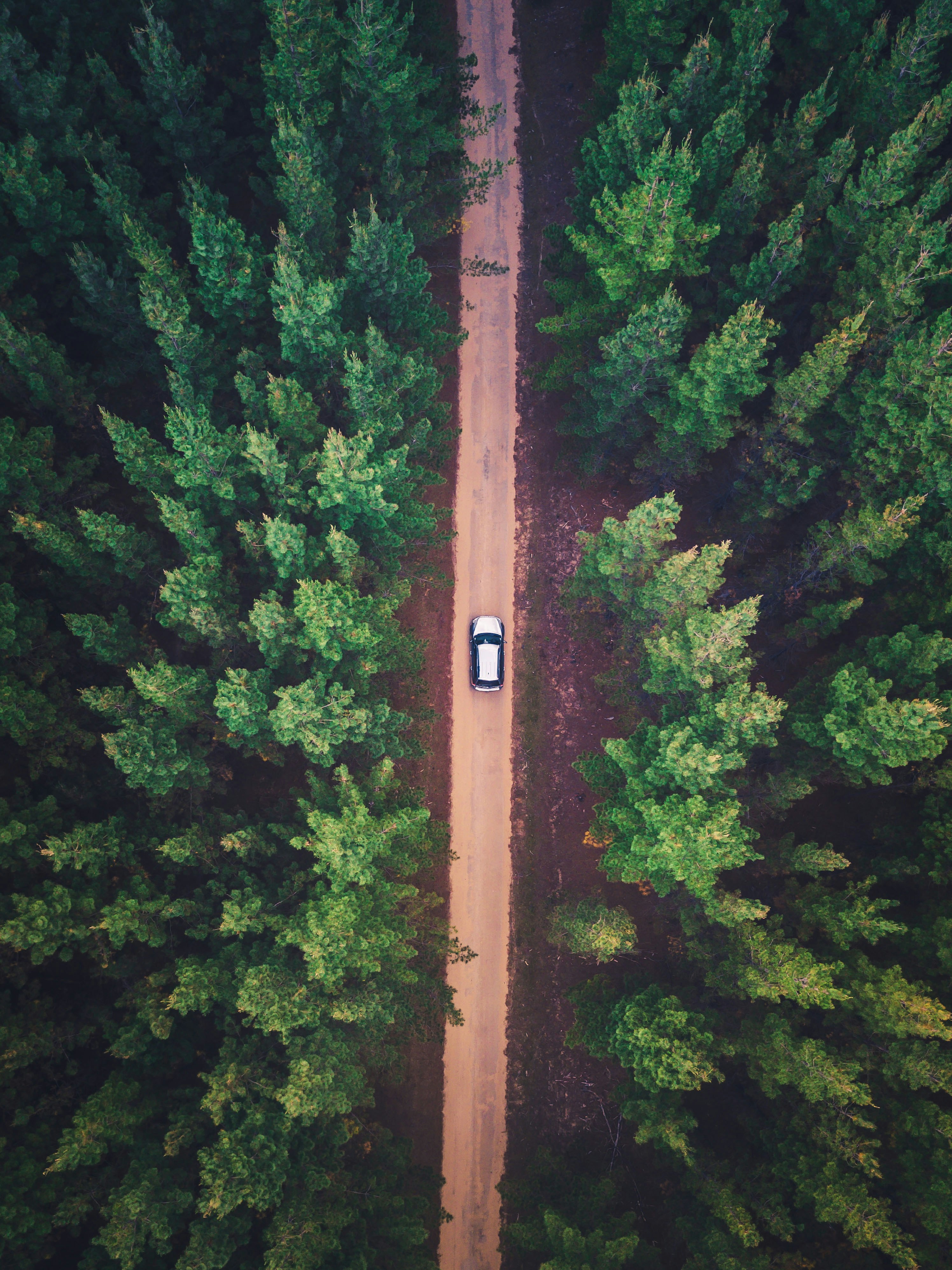 vehicle on road between trees