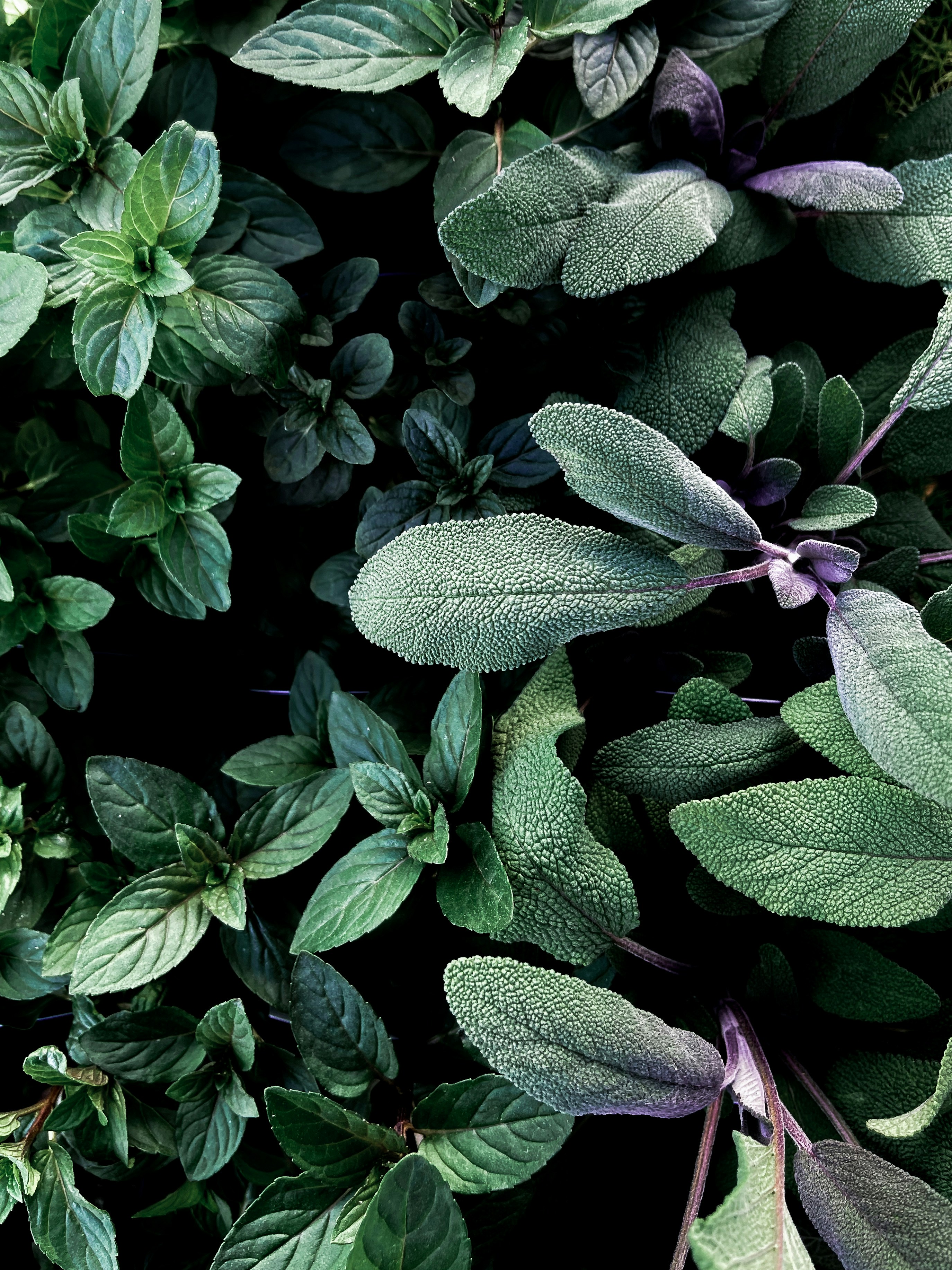 Sage plant