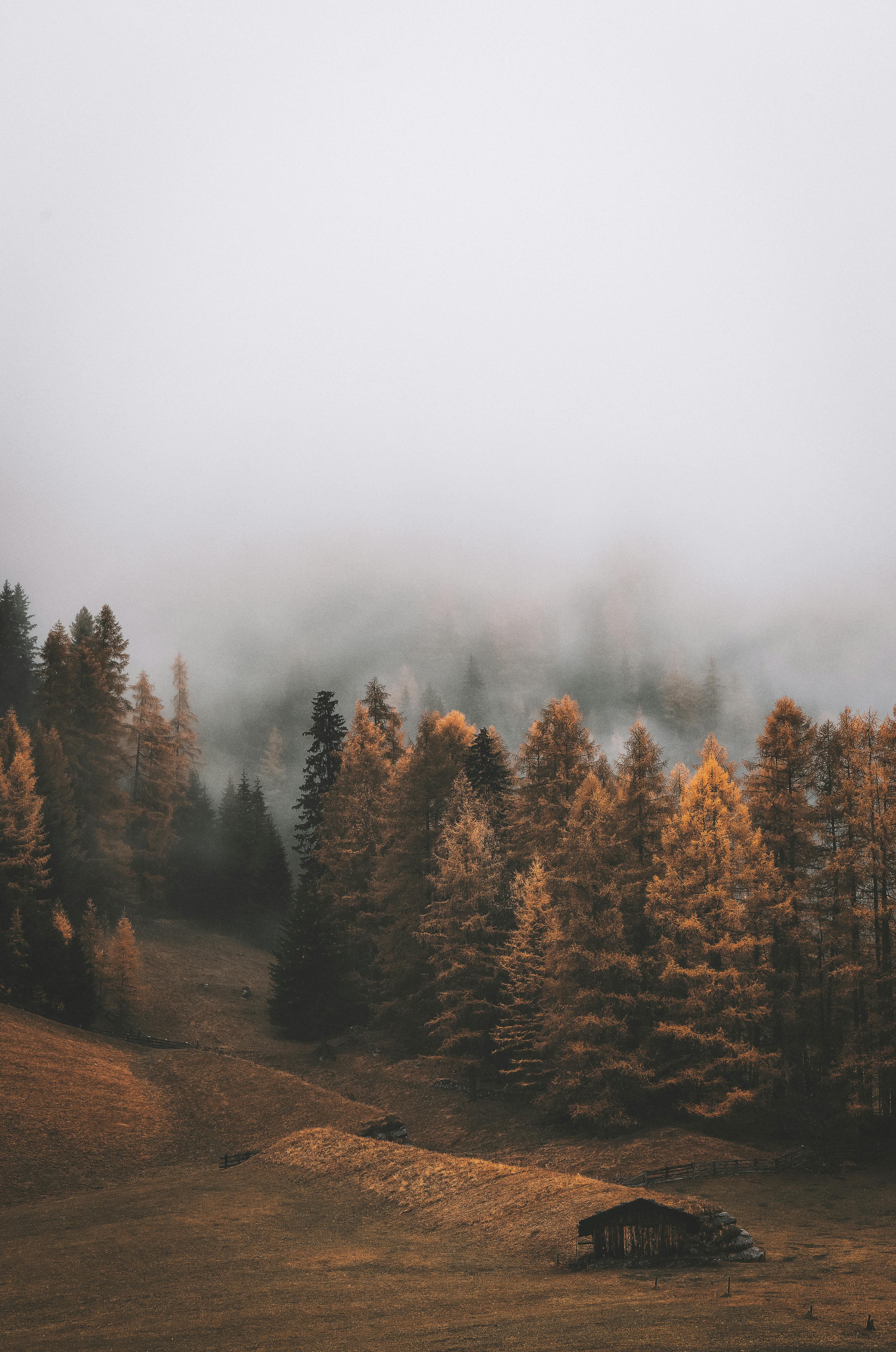 Autumn coloured trees in vast forest topped by white fluffy clouds that cover the sky and graze the top of the trees