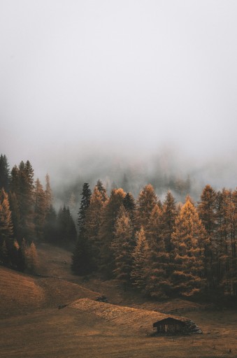 Autumn coloured trees in vast forest topped by white fluffy clouds that cover the sky and graze the top of the trees