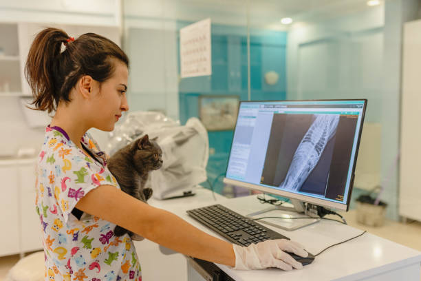 A veterinarian checks on an X-ray result, a non-invasive and safe procedure