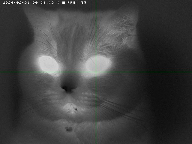 LWIR thermal capture — feline heat signature