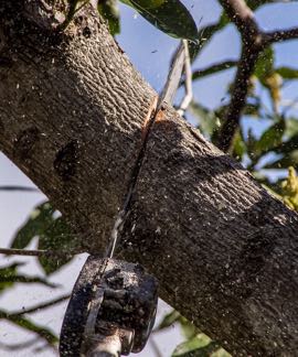 Tree Service