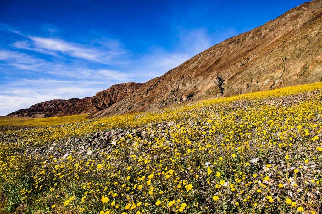 super bloom