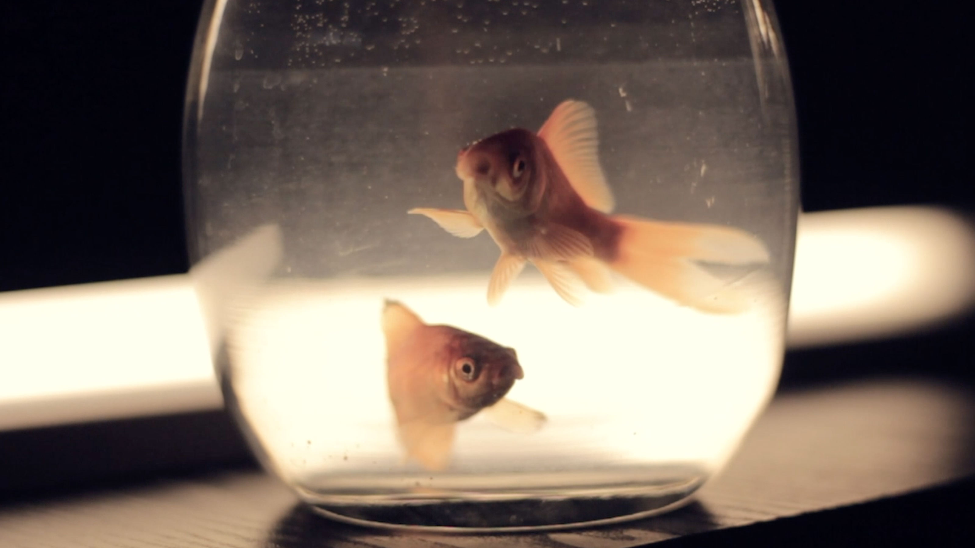 two fish in a bowl